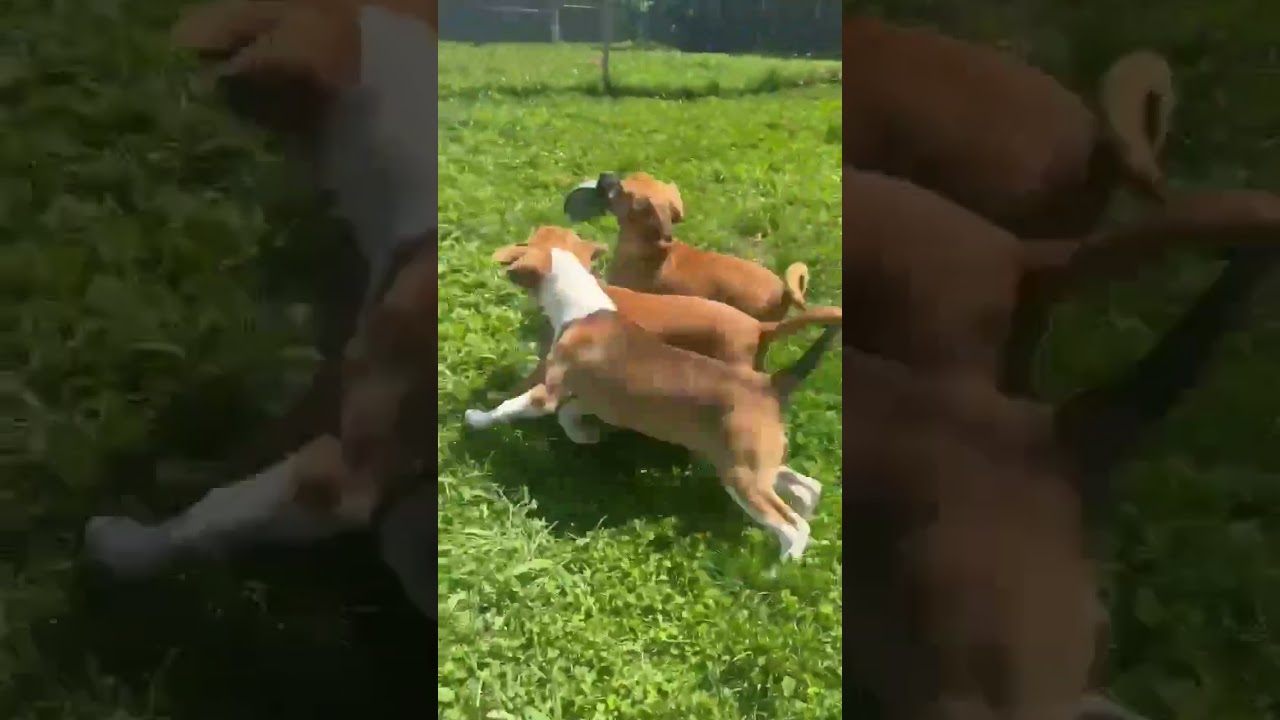 Enlarge Molly, a ADOPTABLE mixed breed in Danbury, CT video 5/5