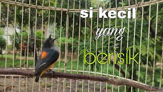 Download lagu burung kemade bunga api gacor,pancingan paling pas untuk burung kemade bahan yang nggak bunyi bunyi. mp3 Download lagu burung kemade bunga api gacor,pancingan paling pas untuk burung kemade bahan yang nggak bunyi bunyi. mp3