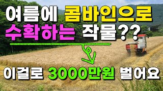 4000평을 하루만에 수확하는 이 작물, 이걸로 3000만원 수익 콤바인 수확
