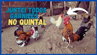 MOSTRANDO todos os GARNIZÉS do QUINTAL 
