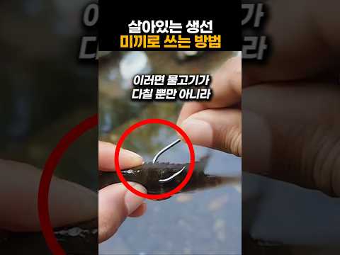 생미끼 잘 쓰는법
