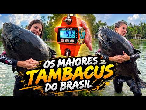OS MAIORES TAMBACUS DO BRASIL - DESPESCA E SOLTURA - PESQUEIRO DO DIM - 8 PEIXES ACIMA DE 40KG