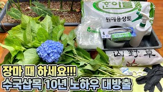 수국삽목 10년 노하우 대방출!! 구하기 쉬운 재료만으로 수국삽목 100% 성공에 도전해 보세요!! 수국삽목…