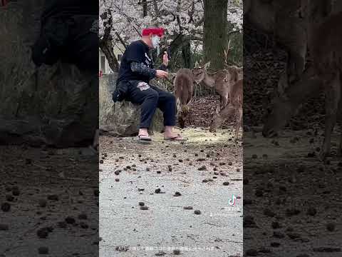 園芸 鹿の角、ヘラジカの角