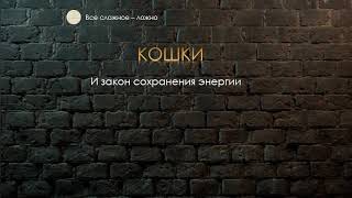 Кошки которых мы не знаем