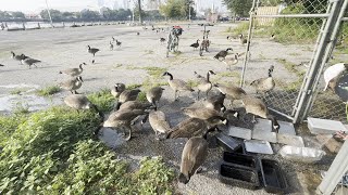 Geese Crash Feral Cats Feeding Spot During Hot Summer Days