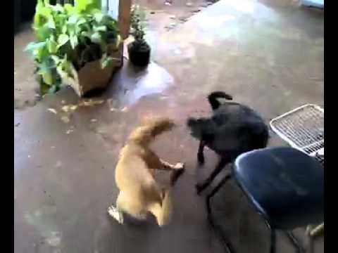 Cahorro do passinho. Na musica do Mc sabara