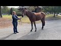Quiberon - Oldenburg Stallion Approval Video