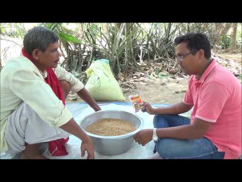 Paddy seed treatment for better yield (odia)
