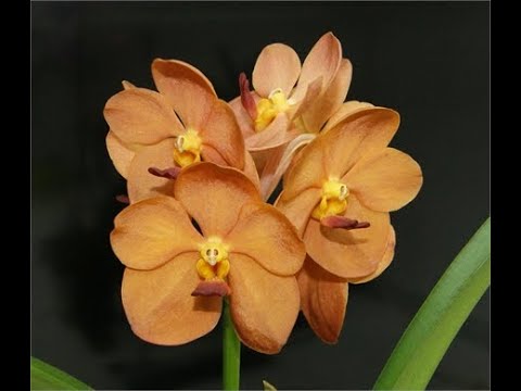 СВЕРШИЛОСЬ:зацвела ВАНДА!Орхидея Ванда:первое домашнее цветение.