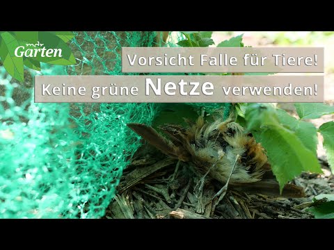 , title : 'Pflanzen mit Netzen vor Fraßfeinden schützen | MDR'