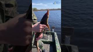На Київщині рибоохоронці вилучили сітки та випустили червонокнижну рибу