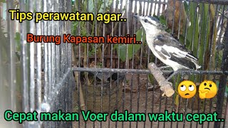 Download lagu Perawatan Kapasan Kemiri Agar Cepat Makan Voer..!!🐦2022 mp3