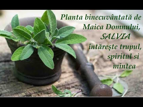 , title : 'Planta de Leac binecuvântată de Maica Domnului, SALVIA  întărește trupul, spiritul și mintea'