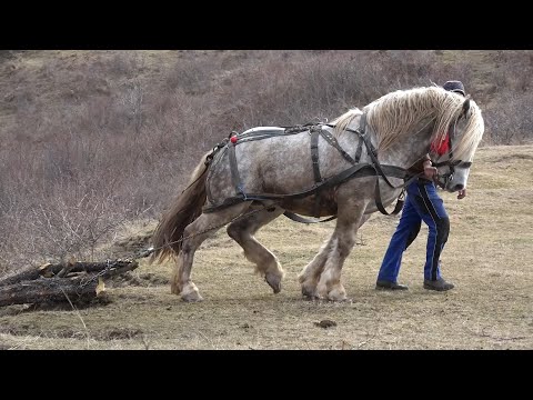 Caii lui Ionut de la Calata, Cluj - 2024 Nou!!!