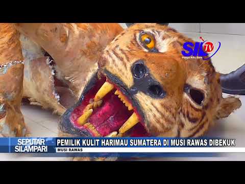 download lagu mp3 mp4 Dimusi, download lagu Dimusi gratis, unduh video klip Dimusi