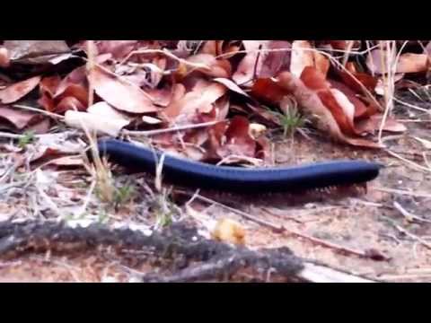 Giant African millipede