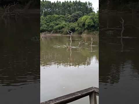 Rio Tibagi ponta grossa pr