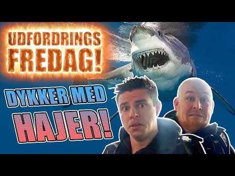 Udfordrings-fredag - Dykker med hajer