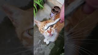 ［猫を眺めるだけ］うちの近所に懐いてる猫におやつあげる動画