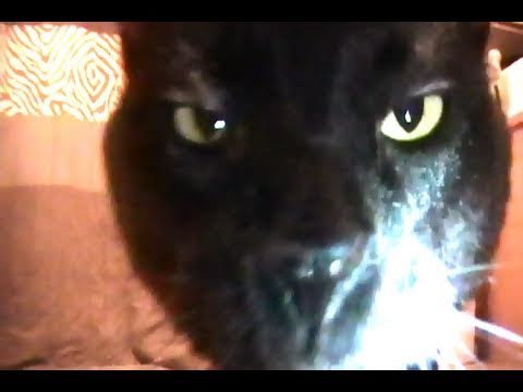 Talking Kitty Cat 17 - Renaming The Dog