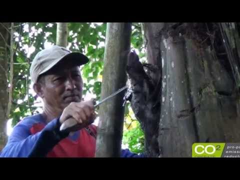 Making organic Arenga palmsugar in biodiversity rich agroforests