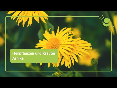 Arnika – Alles, was du über ihre Wirkung wissen solltest.