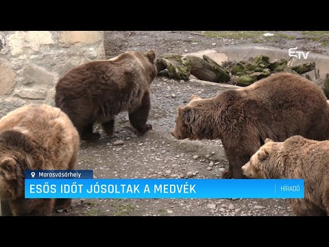 Esős időt jósoltak a medvék – Erdély TV