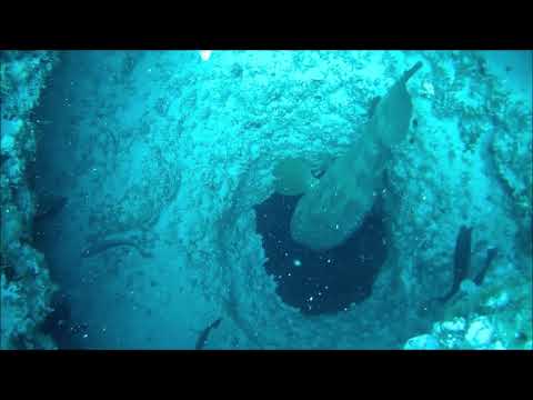 Video of our new ARS/Gag honey hole off NPR — Florida ...