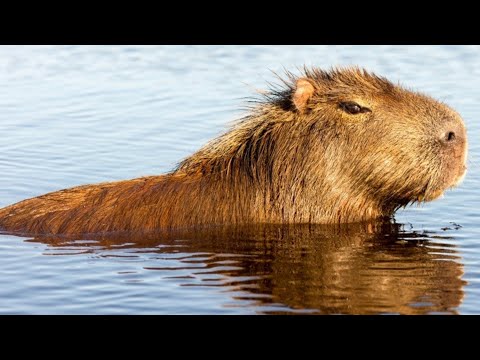 Kapybara veľká (Hydrochoerus hydrochaeris) — najväčší hlodavec sveta