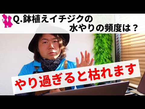 堆肥にはどれくらいの頻度で水をやるべきですか?パイル内の湿度を適切に管理するにはどうすればよいですか?  庭園
