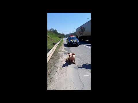 PRF FLAGRA 250 PORCOS SENDO TRANSPORTADOS EM CONDIÇÕES DEGRADANTES NA REGIS BITTENCOURT
