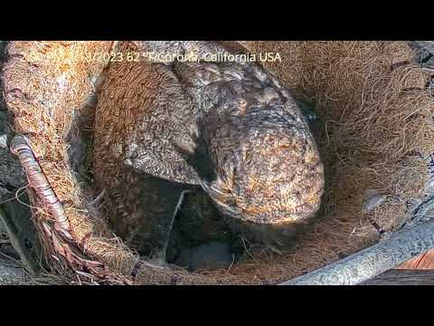 2-18-2023 Owlets are starting to peek out from under mom.