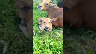 Download lagu Lucunya anak sapi #sapi mp3