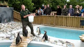 preview picture of video 'A Family Day Out to Wingham Wildlife Park in the UK'