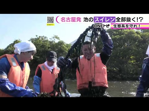 レンズ豆が水路に侵入しました