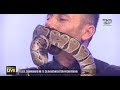 Gjarpri, për pak mbyt të zotin në studio live - Shqipëria Live, 10 Shkurt 2020