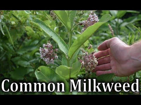 , title : 'How To Identify Common Milkweed - Asclepias syriaca'