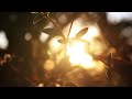 Bush, Flower and Sunset Cinematic Video Clip Background | No Copyright