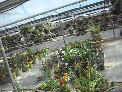 flowers....faraj...   6/30/2012الزهور، لم تكن إلا صبايا قتلهن الحب،