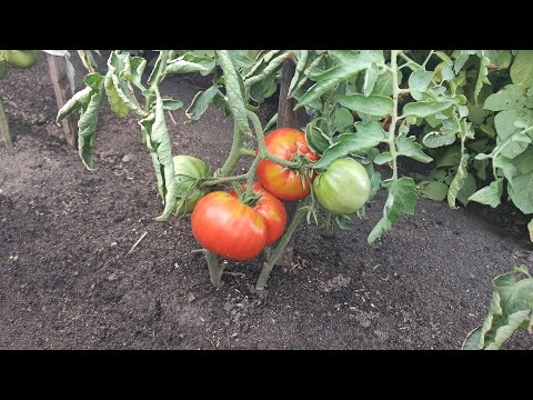 , title : 'Фитофтороз томатов. Чем обработать помидоры от фитофторы для профилактики'