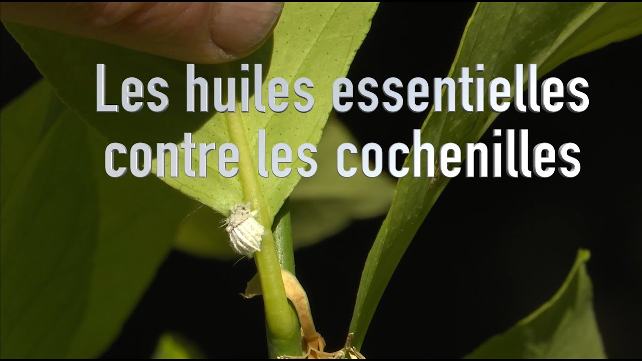 Pulvériser de l’huile essentielle contre les cochenilles