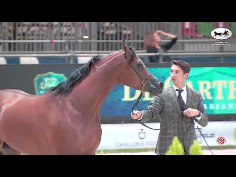 N 53 RASHEEB   VERONA 2021 International Cup   Colts 3 Years Old Class 8