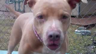 preview picture of video 'Adopt MEDUSA:: Humane Society, Tinton Falls, NJ'