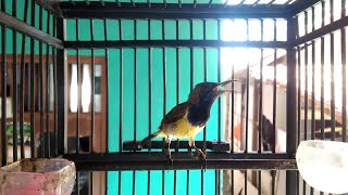 Download lagu HANYA 1 MENIT!! SOGON MANAPUN BAKALAN NYAUT DAN IKUT GACOR mp3