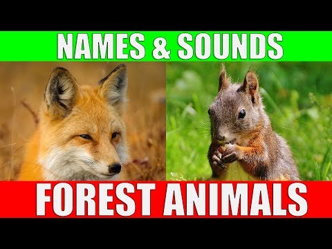 Animals in the forest general vocabu…: English ESL video lessons