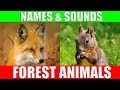 Forest Animals Video for Kids - Children Learn Forest Animal Sounds and Names | Kiddopedia