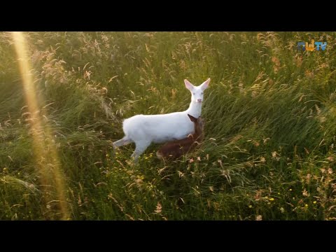 Hobbyfotograf sichtet weißes Reh in Rastede