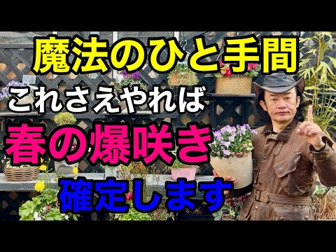 【今がその時】たったこれだけで秋冬の草花は見違える程咲き続けます　【ビオラ】【ガーデンシクラメン】【寄せ植え】