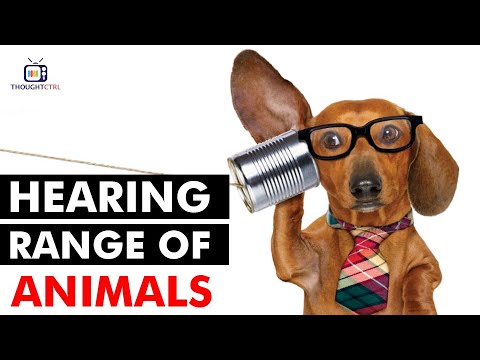 How Do Animals Hear Sound | How Do Dogs Hear So Well (Animal Hearing Comparison)
